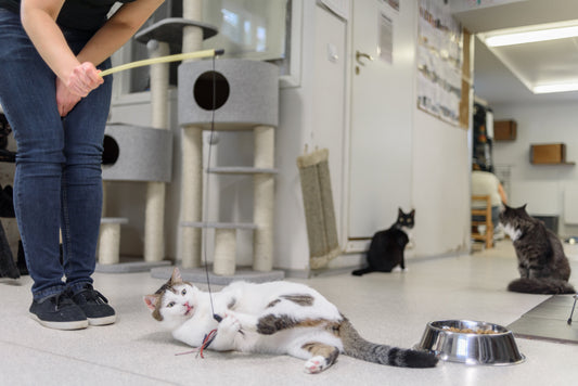 The Vital Role of Indoor Air Quality Monitoring in Veterinary and Pet Care Facilities