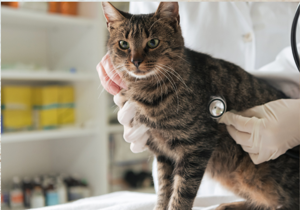 Alpha Tech Pet, Inc. Sets New Standards in Indoor Air Quality for Animal Care Facilities