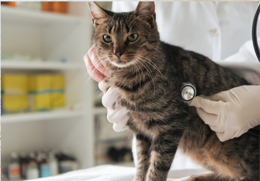 Alpha Tech Pet, Inc. Sets New Standards in Indoor Air Quality for Animal Care Facilities