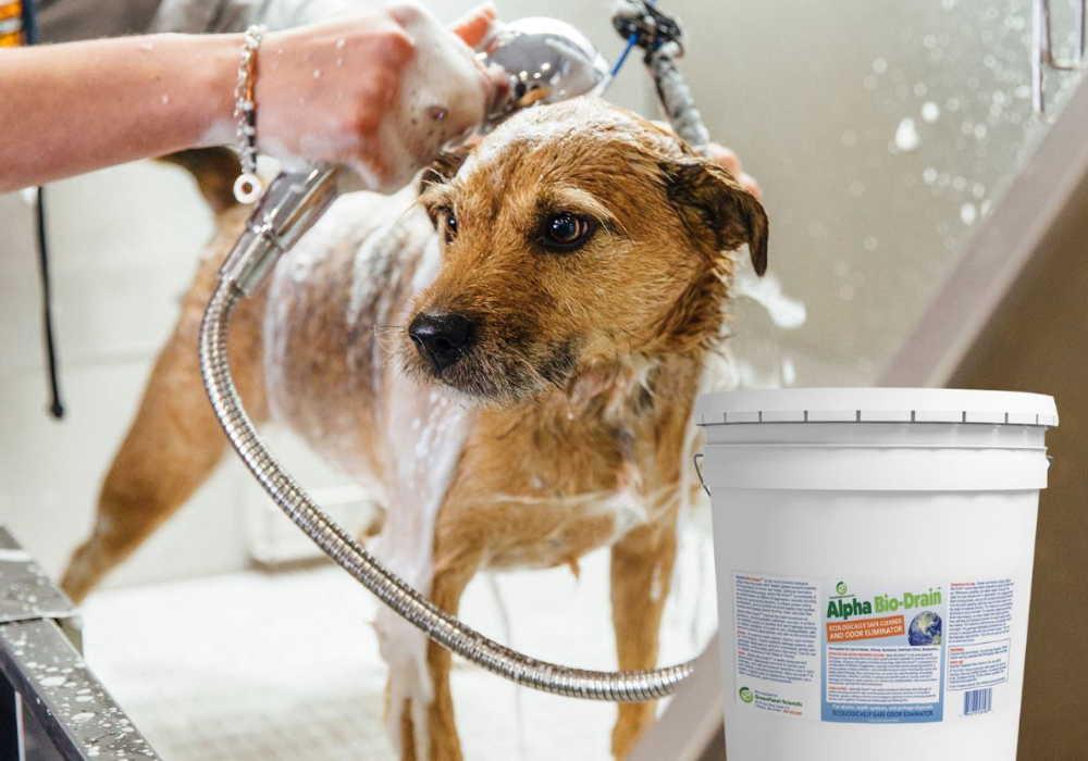 Animal Care Facility Sewage System Cleaner - Bio-Drain