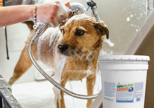 Animal Care Facility Sewage System Cleaner - Bio-Drain