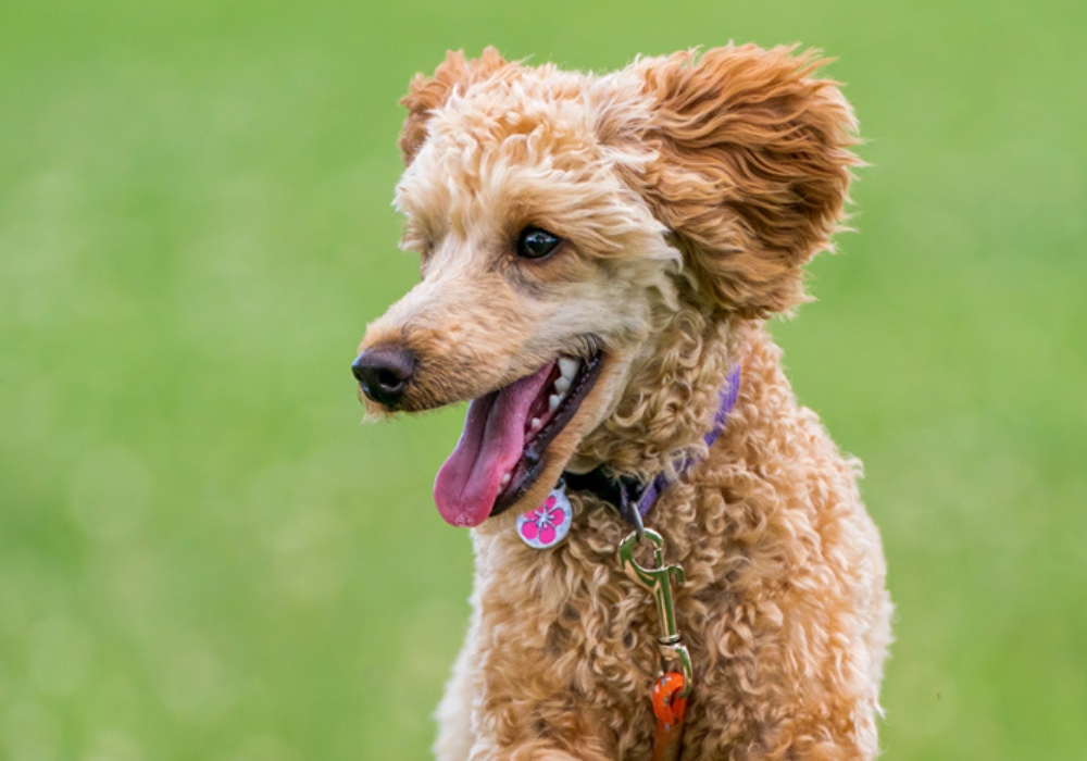 Are Your Cleaning Products Putting Pets at Risk? AHP and Respiratory Health Concerns