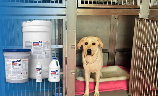 Guide to Get The Best Out of Disinfectants With Proper Use In a Kennel