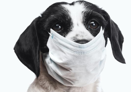 Best Practices for Preventing Disease Spread Through Kennel Cleaning