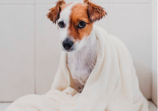 Best Practices for Washing and Maintaining Pet Grooming Towels