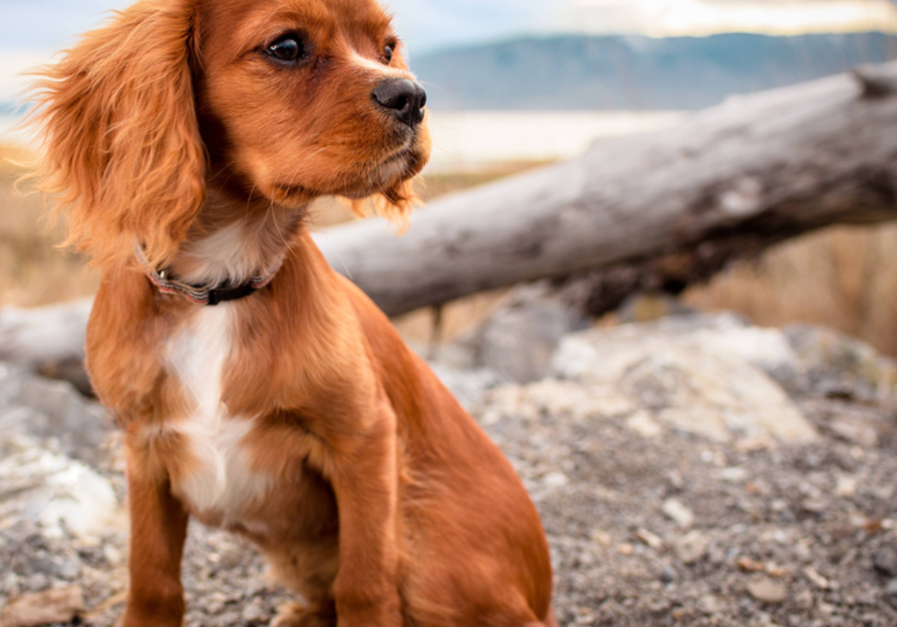 Canine Flu (Canine Influenza)