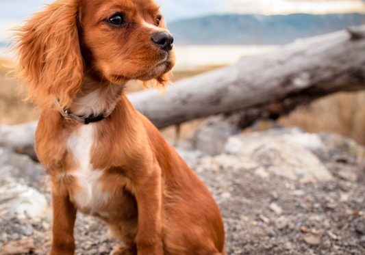 Canine Flu (Canine Influenza)