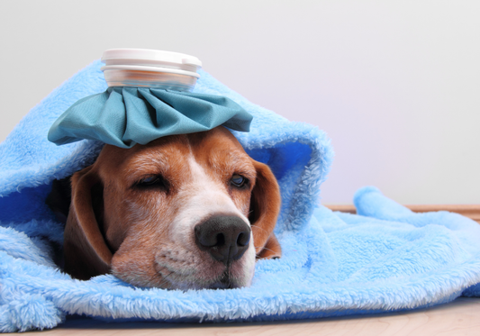 Canine Influenza