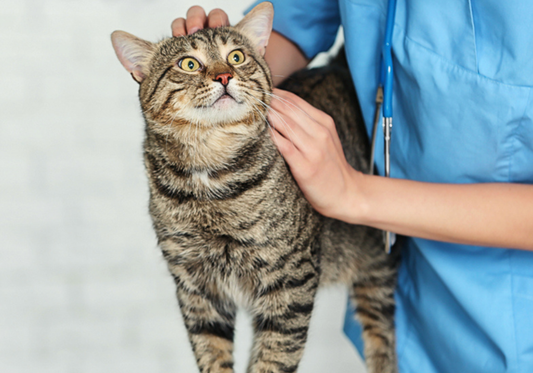 Choosing the Right Cleaning Products for Veterinary Clinic Surfaces: What to Look For
