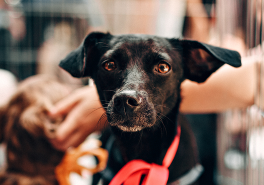 Cleaning Challenges in Multi-Species Animal Facilities (and How to Solve Them)