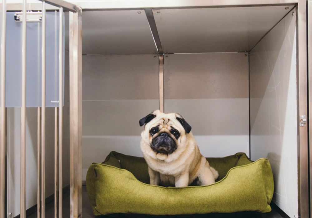 Cleaning and Disinfecting Cages and Kennels: A Comprehensive Guide