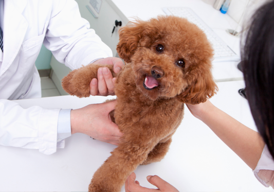 Cleaning and Maintaining Veterinary Equipment: Ensuring Longevity and Functionality