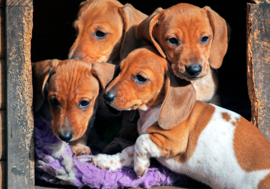 Combatting Odors in Kennels: Tips and Tricks