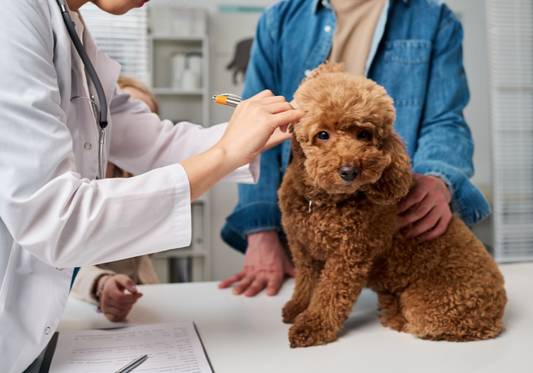 Common Mistakes to Avoid When Cleaning Veterinary Facilities