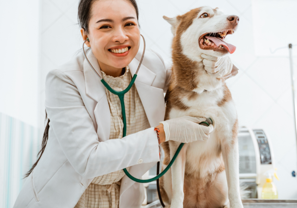Creating a Clean and Welcoming Environment for Pet Owners