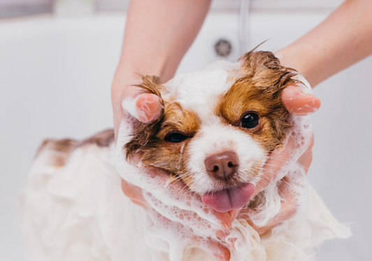 Debunking Myths About Environmentally-Friendly Pet Facility Cleaners: Are They Effective?