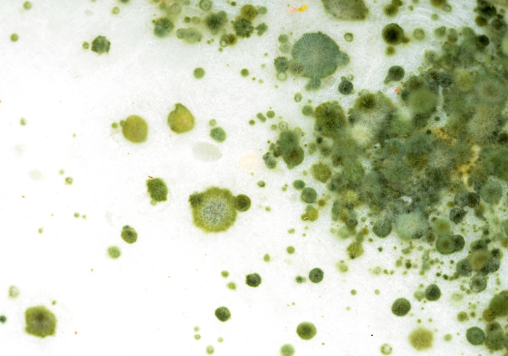 Disinfecting Against Fungi