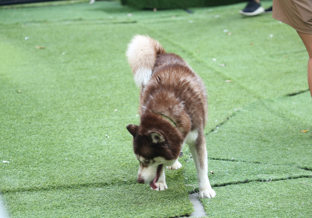Does your Animal Care Facility Have Turf? Here's How to Clean It!