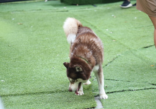 Does your Animal Care Facility Have Turf? Here's How to Clean It!