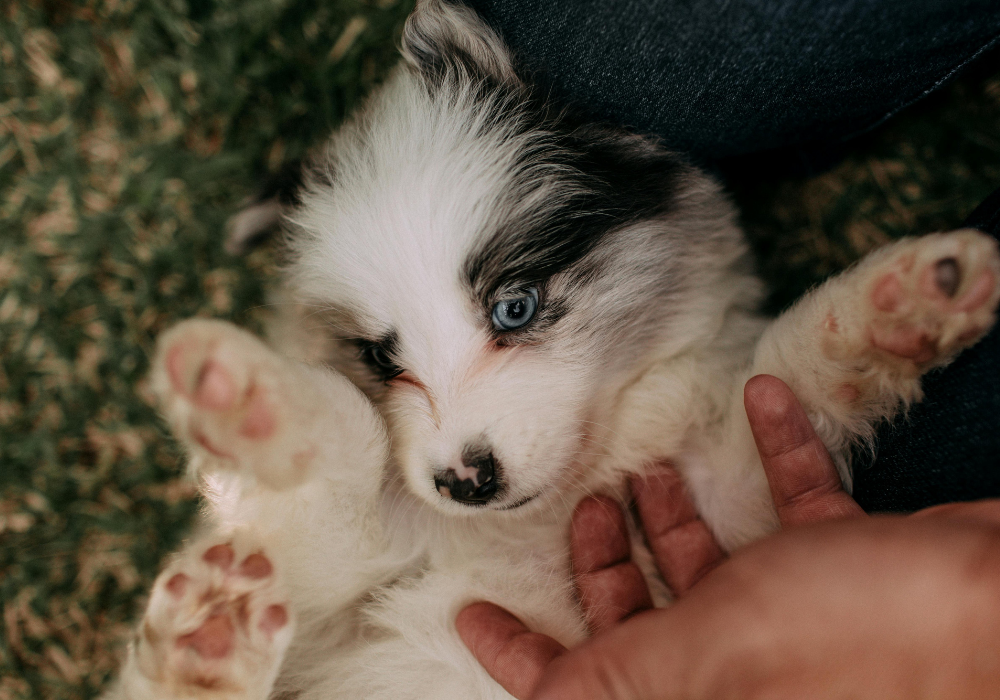 Don’t Get Caught Off Guard If Canine Influenza Strikes