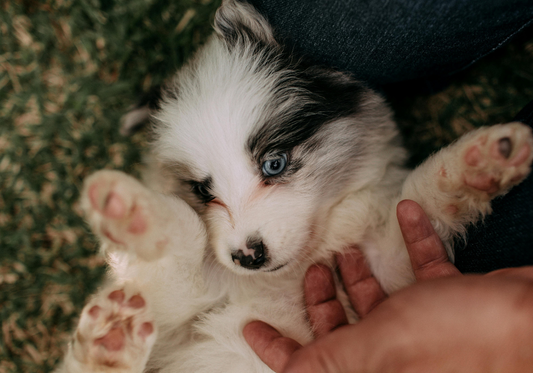 Don’t Get Caught Off Guard If Canine Influenza Strikes