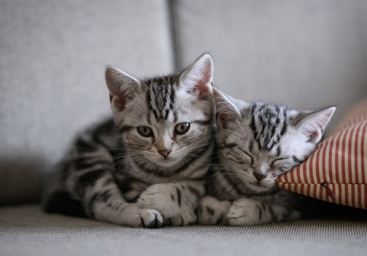 Eco-Friendly Options in Pet Disinfectants: Sustainable Choices for Pet Owners