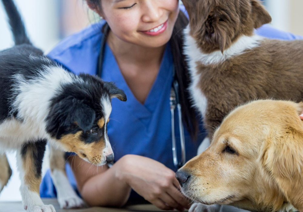 Eco-Friendly Ways Scent Can Benefit Your Veterinary Clinic
