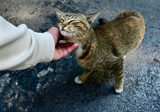 Why You Should Use Eco-Friendly Pet Care