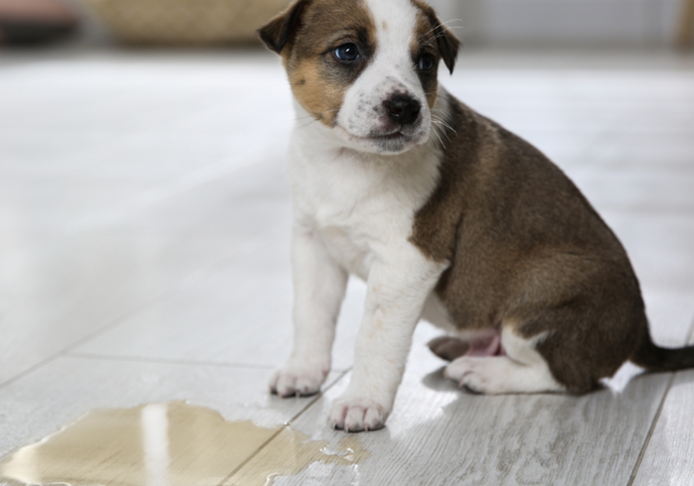 Effective Strategies for Removing Pet Urine Odor from Carpets and Upholstery