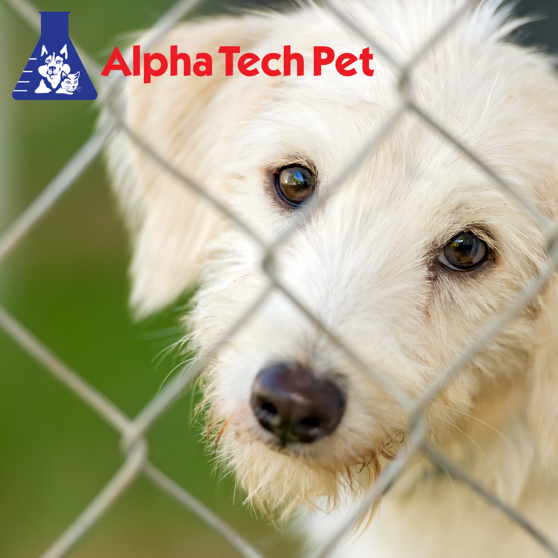 Essential Equipment for Animal Shelters and Rescues