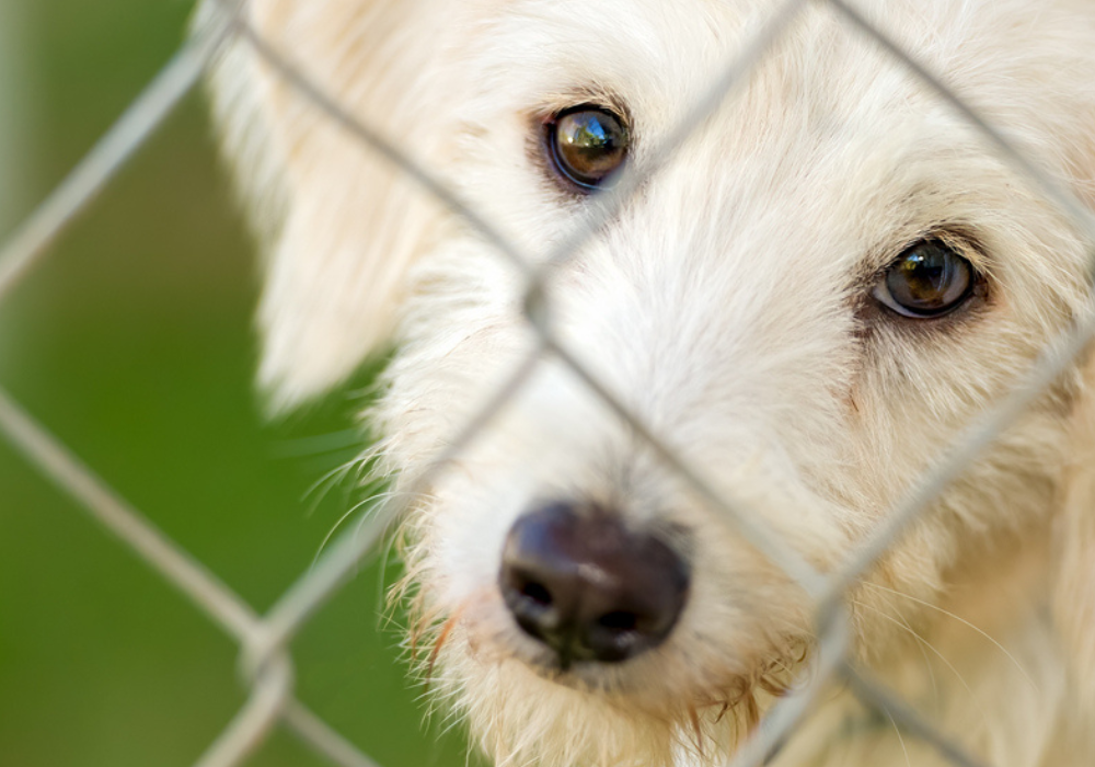 Essential Equipment for Animal Shelters and Rescues