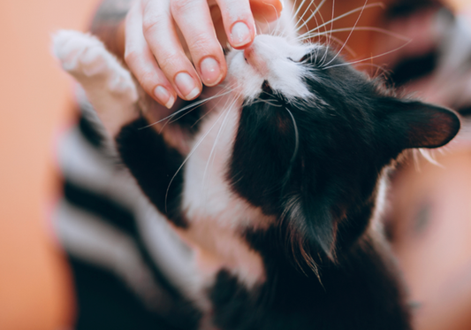 How Alpha Tech Pet Products Help Improve Daily Life for Rescue Animals