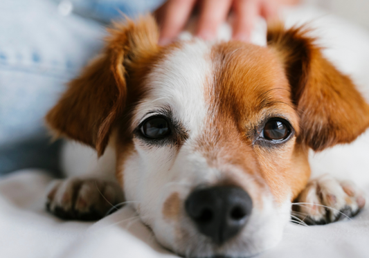 How Alpha Tech Pet Products Help Prevent and Control Pet-Related Odors