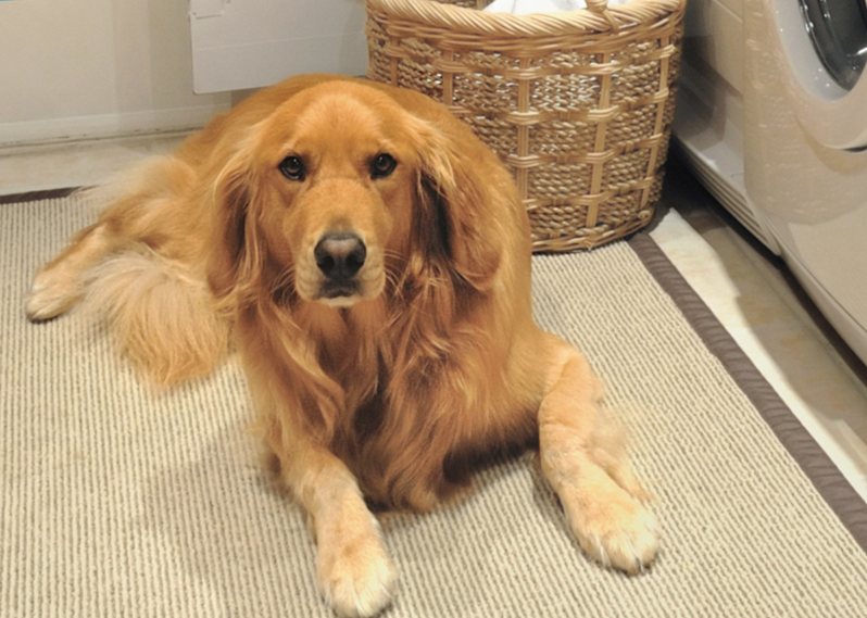 How Alpha Tech Pet Tackles Stains You Thought Were Permanent