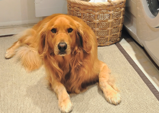 How Alpha Tech Pet Tackles Stains You Thought Were Permanent