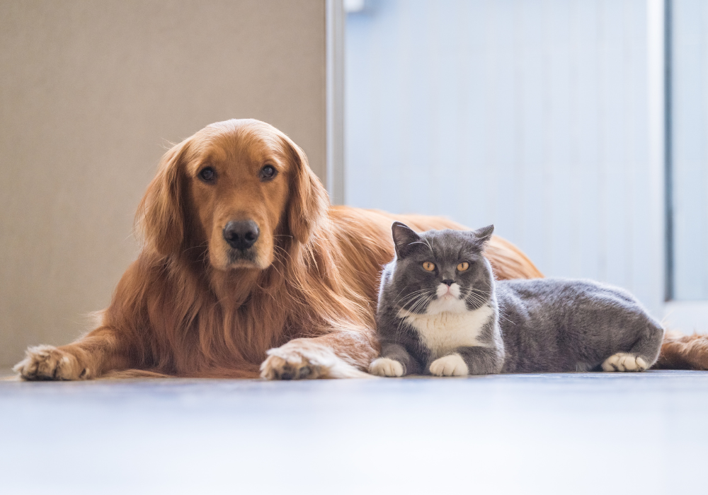 How Cleanliness Affects the Reputation of Your Pet Care Business
