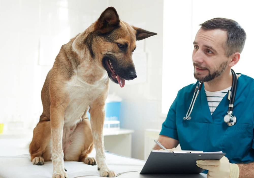 How Does Your Pet Care Facility Rank On Sanitation?