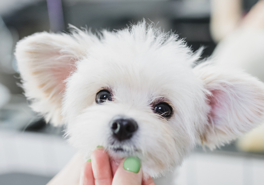 How Odor Elimination Products Can Help Rehome Pets Faster