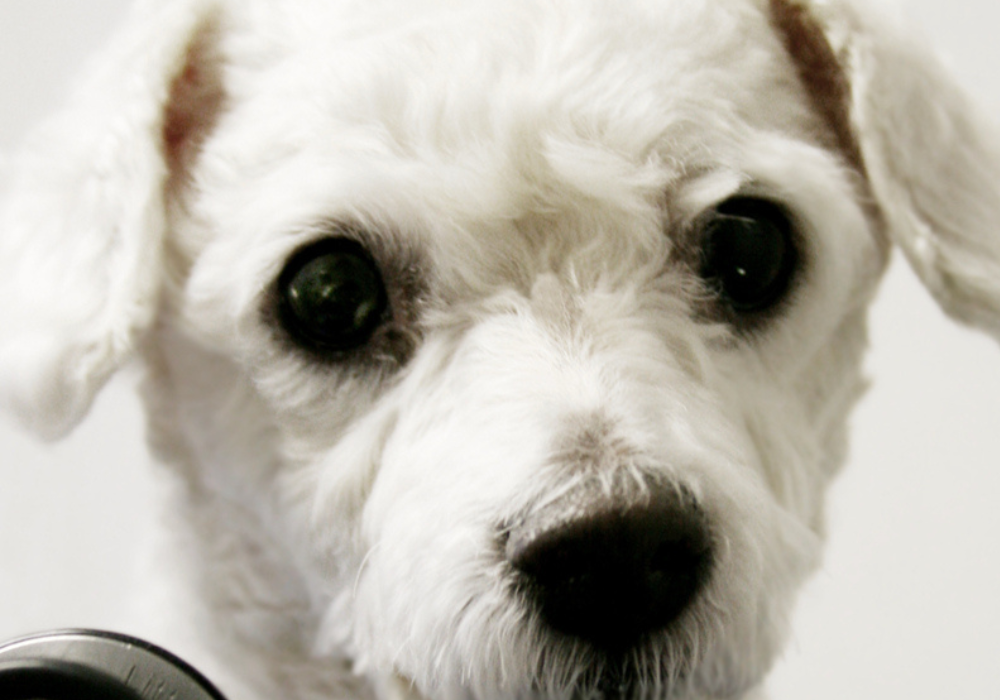 How Our Products Promote Pet Health Beyond Cleaning