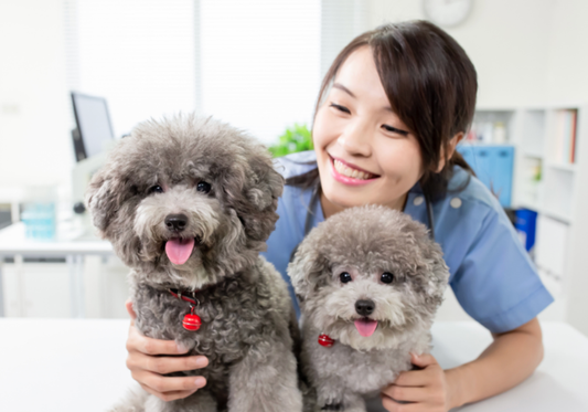 How to Combat the Spread of Zoonotic Diseases in Pet Care Environments
