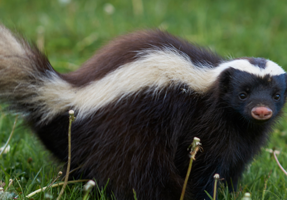 How to Get Rid of Skunk Odor