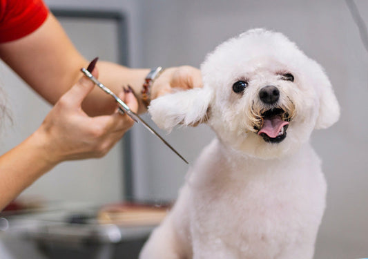 How to Keep Your Grooming Salon Spotless with Professional-Grade Products