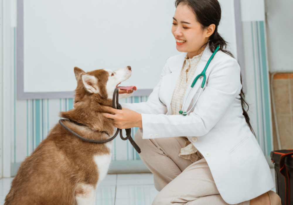 Mysterious Canine Respiratory Illness in the United States