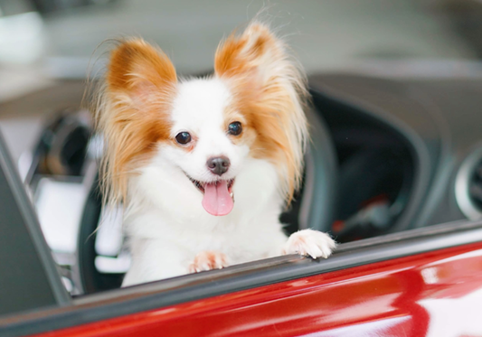 How to Prepare Your Pet For a Trip to the Vet