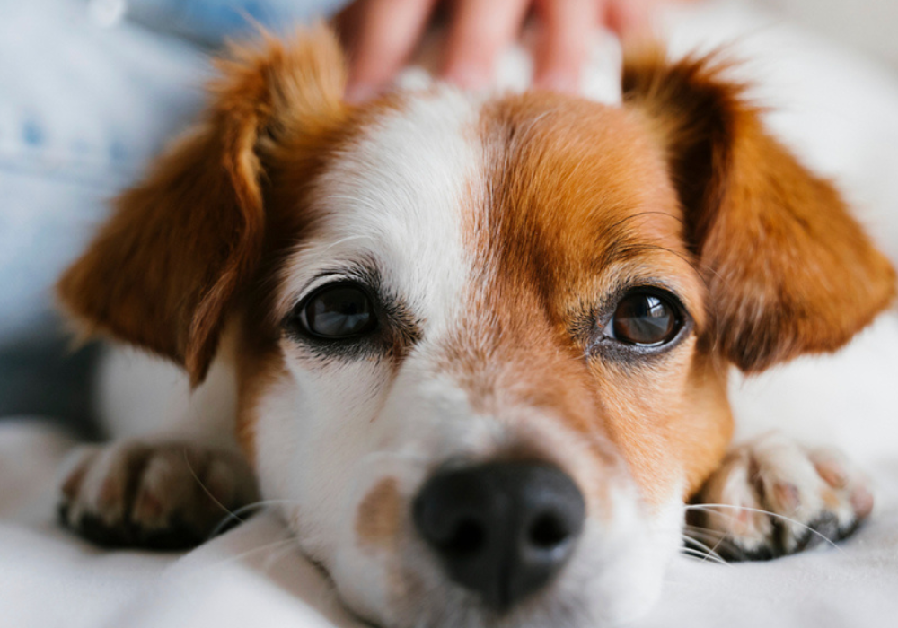 How to Prevent Infection in Pet Wounds