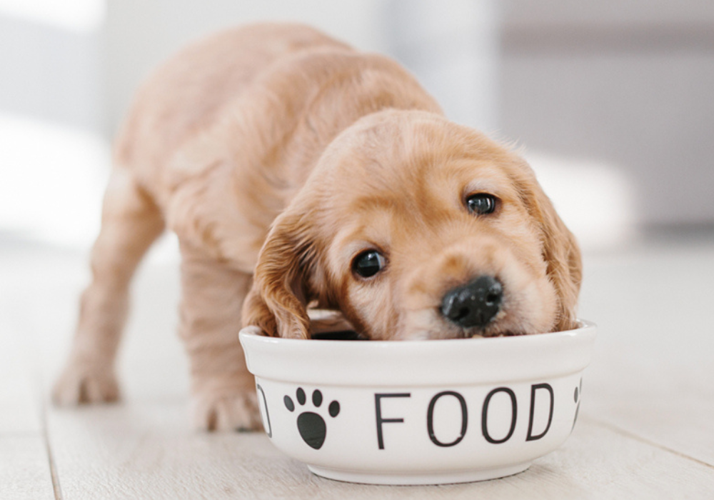 How to Prevent and Treat Pet Parasites