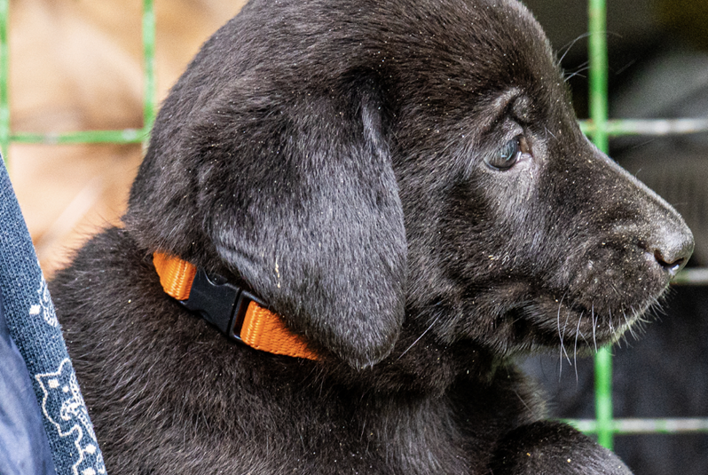 Industrial-Strength Cleaning Solutions Every Pet Boarding Facility Should Use