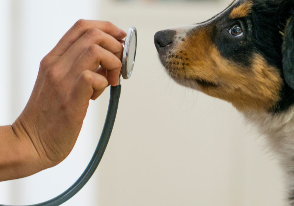 Is Your Veterinary Clinic Really Clean?