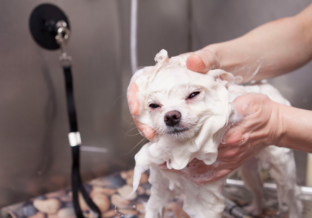 Keep Your Dog's Skin Hydrated During Winter with PetSuds Probiotic Dog Shampoo