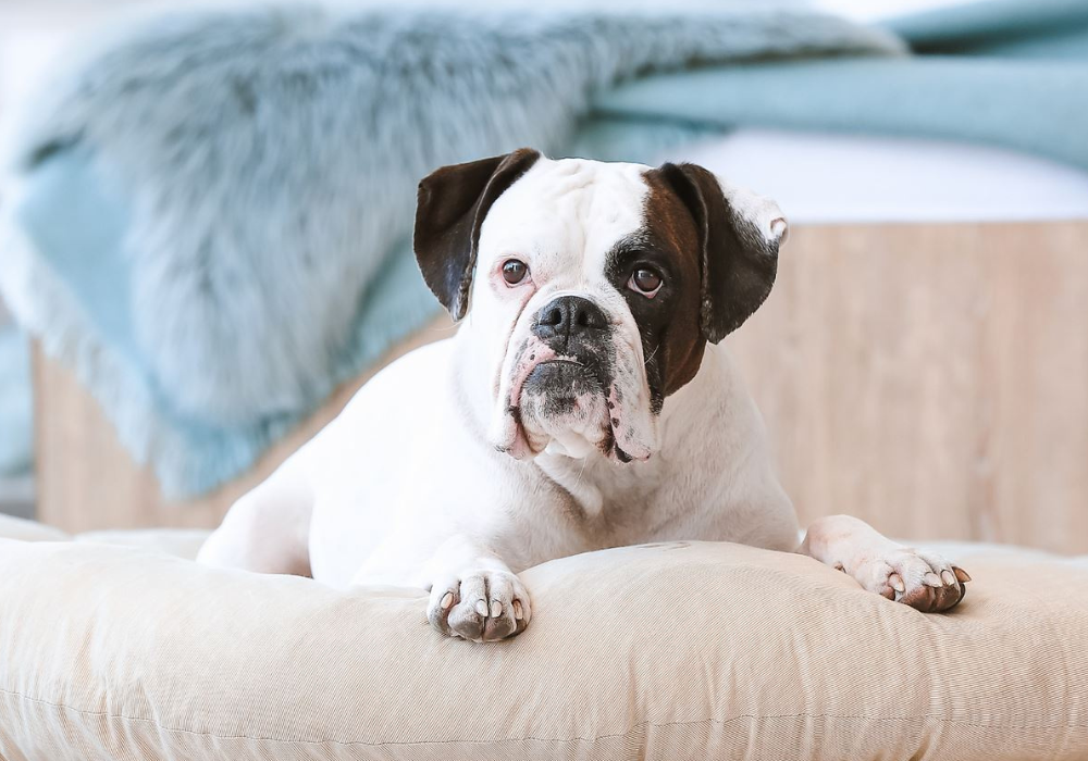 Keep Your Pets Laundry Clean and Safe